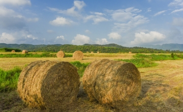 Longpan Grassland – Longzupu